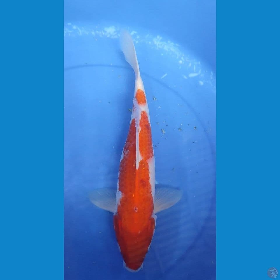 Original Kohaku Berpunuk 32 Jantan