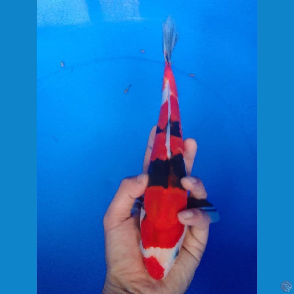 showa doitsu murni 27cm
