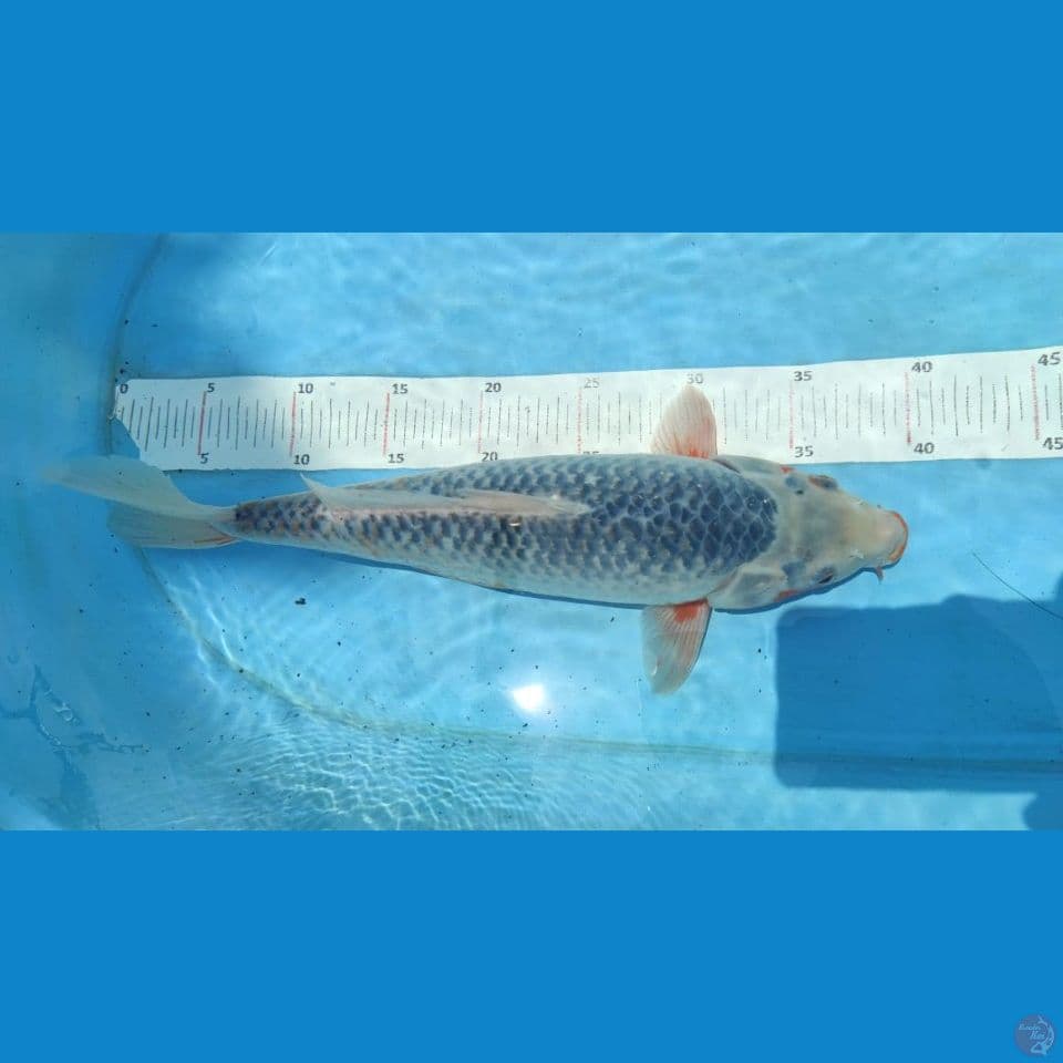 asagi 38cm jantan