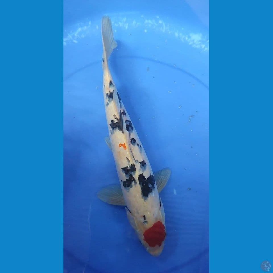 Original Tancho Sanke 34 cm Jantan