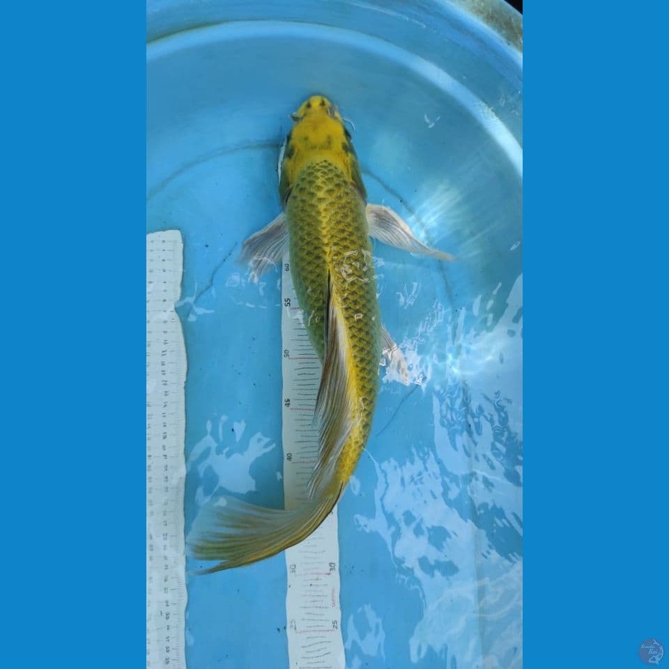 kumpay 50cm
