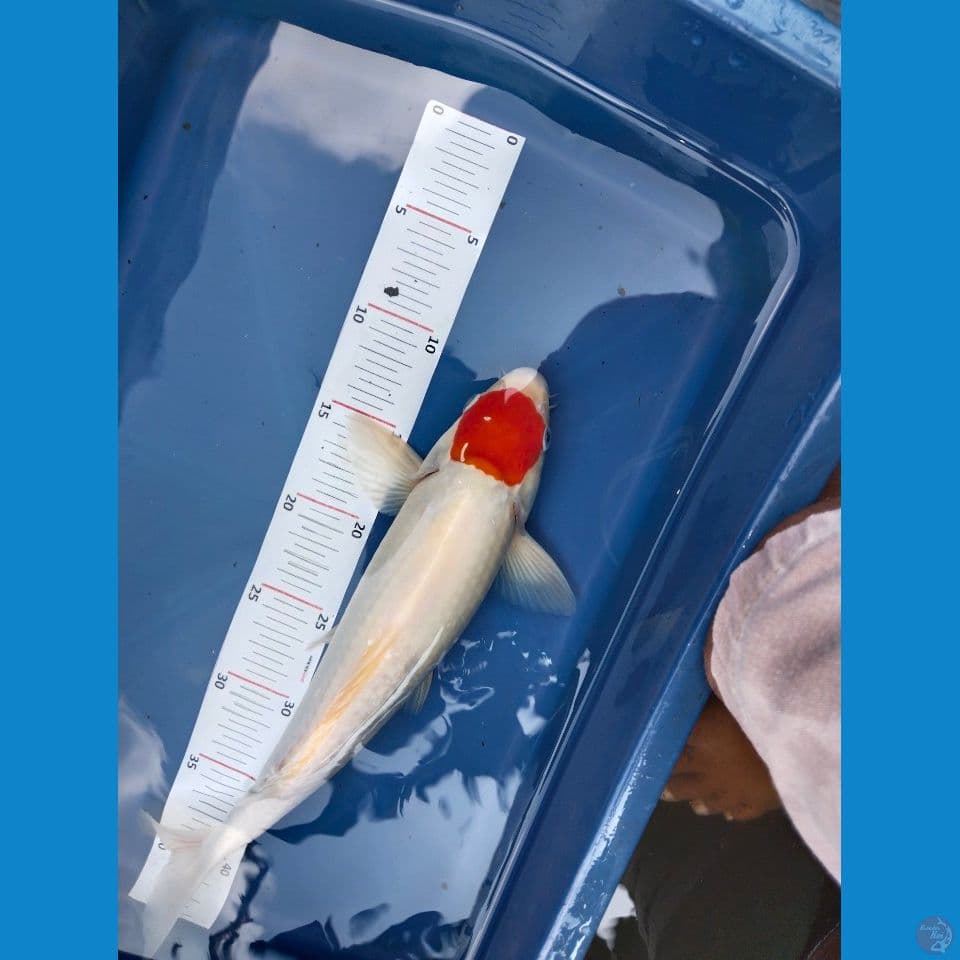 tcncho cet kering 35cm jantan