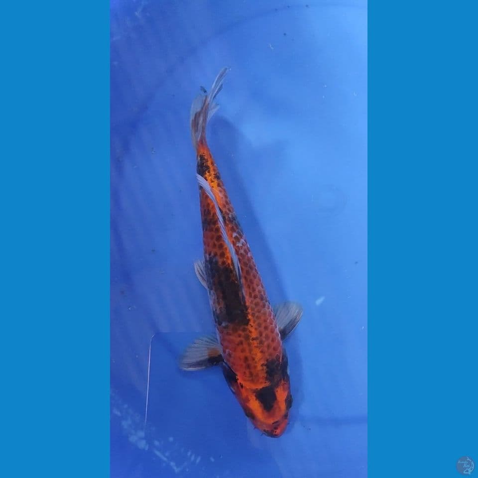 Kage Showa 26 cm Jantan