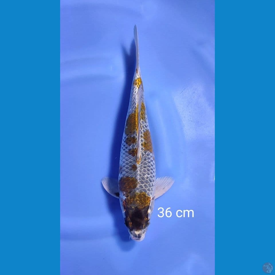 ochiba 36cm