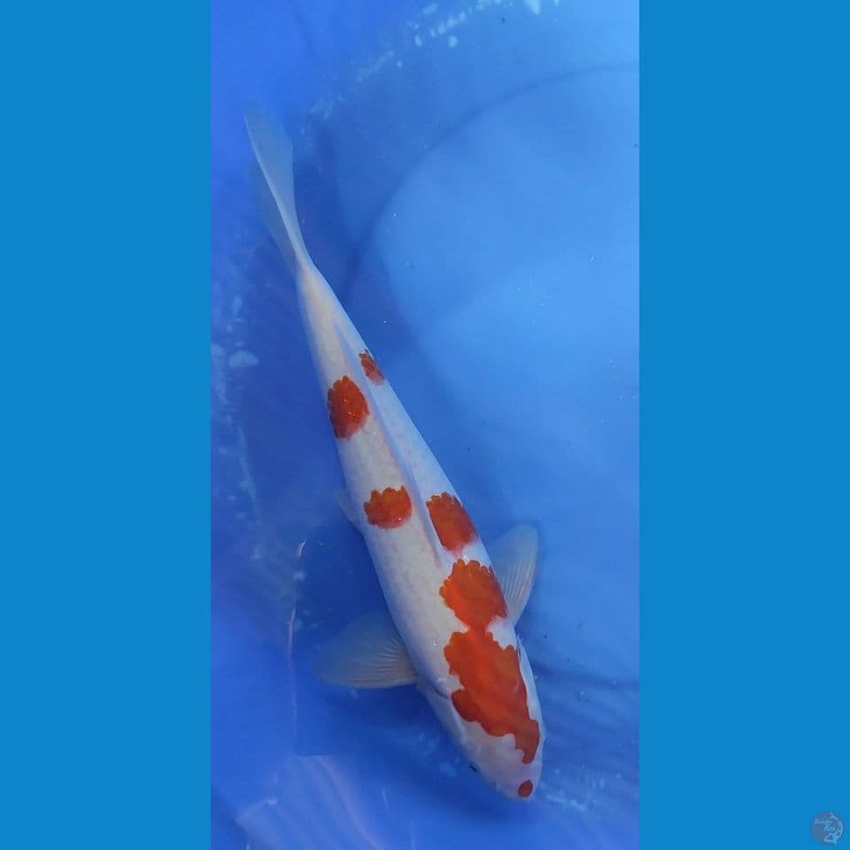 Original Kohaku polkadot 35 cm Jantan