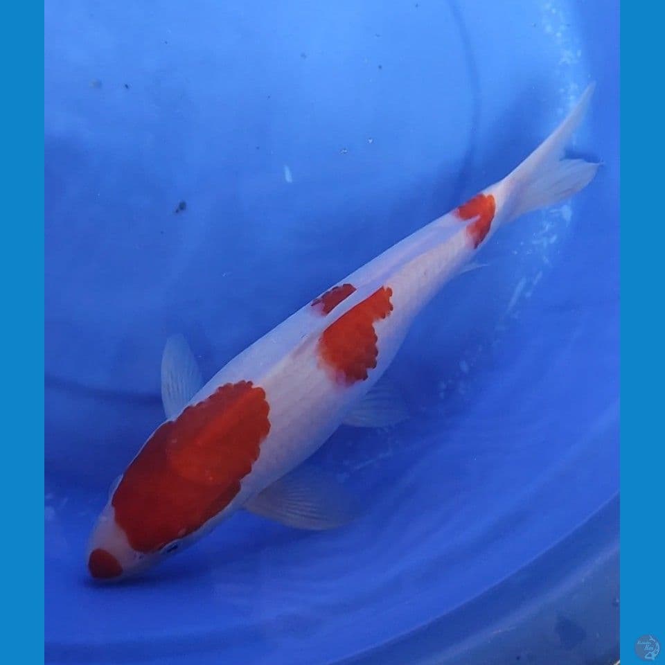 Original Kohaku 3 step 32 cm Jantan