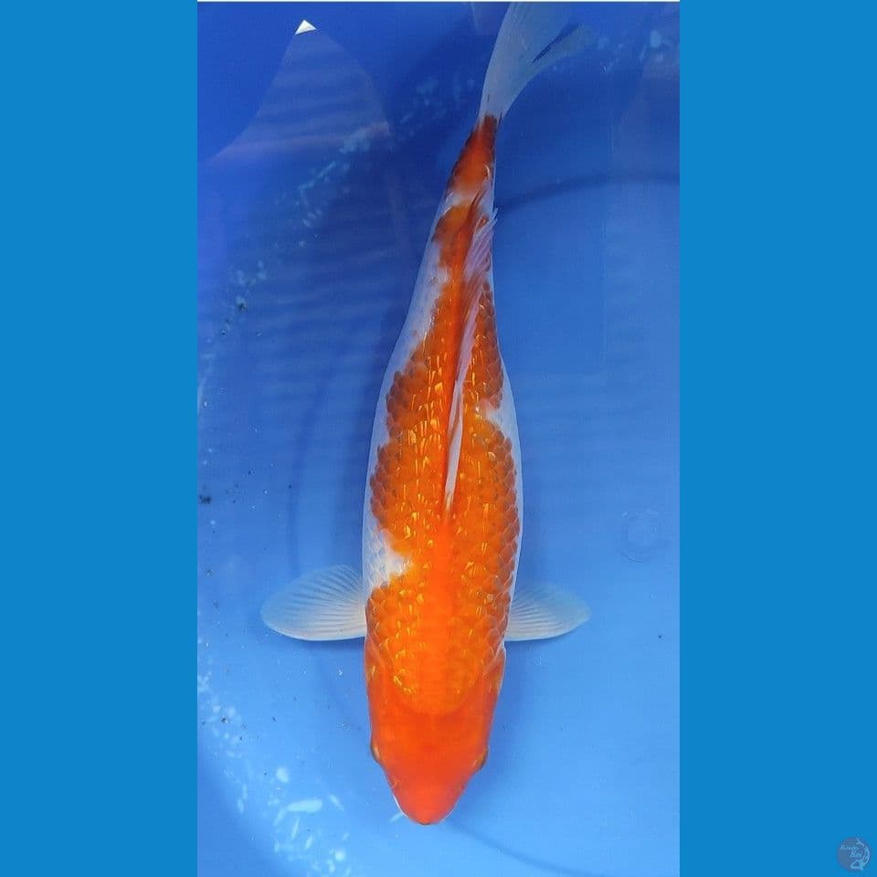 Jumbo Original Kohaku Inazuma Full Gindrin 37 cm FM