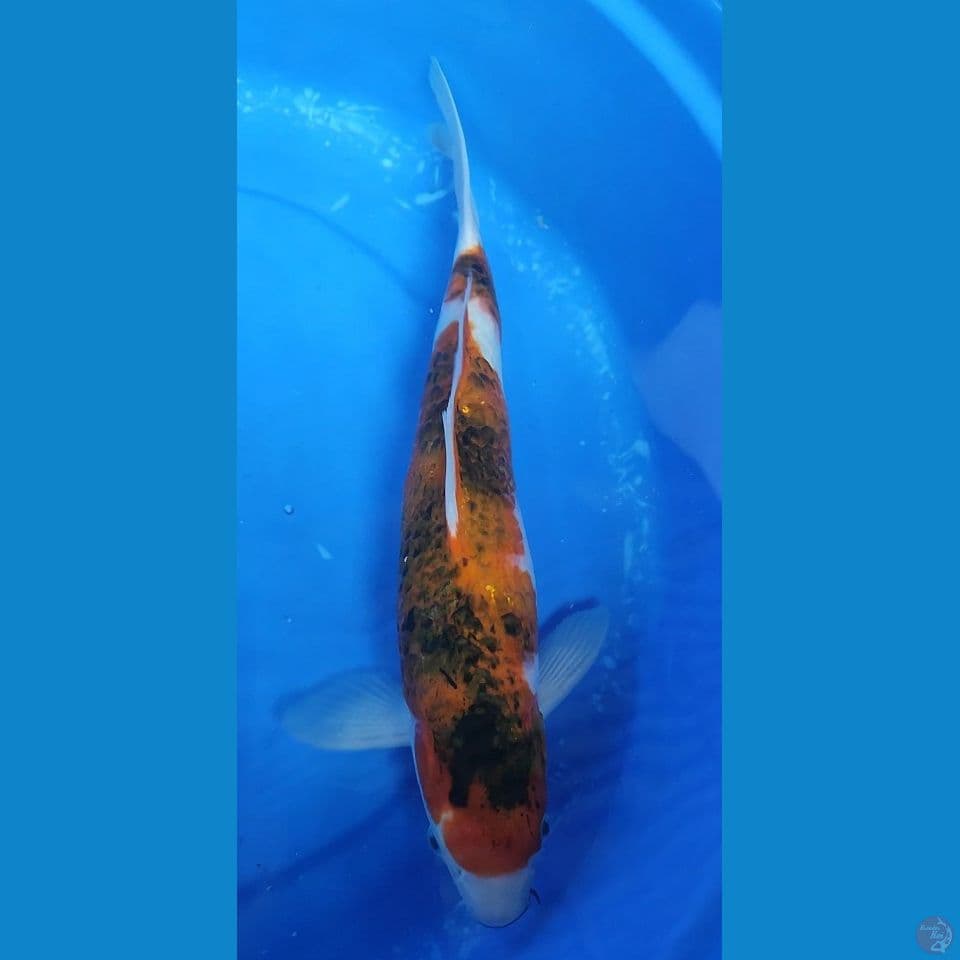 Jumbo Aikoromo badak 37,5 cm Jantan