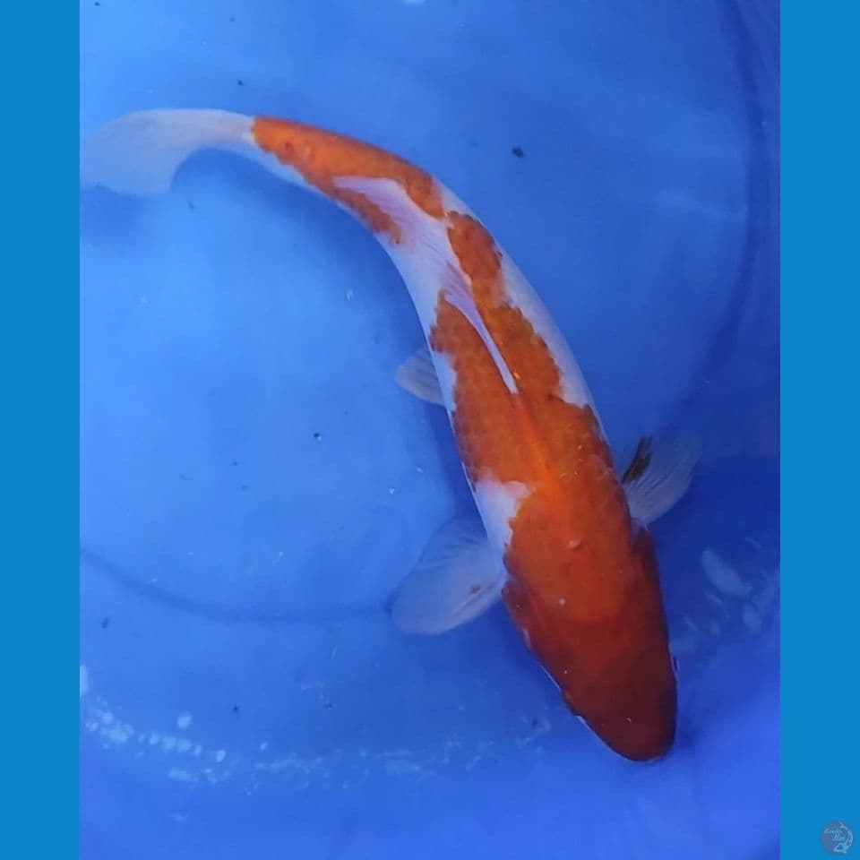 Original Kohaku Inazuma 33 cm Jantan