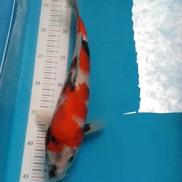 Tategoi
