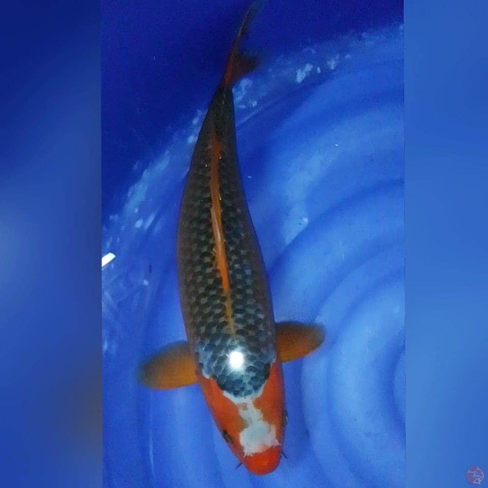 ASAGI BIG 41CM