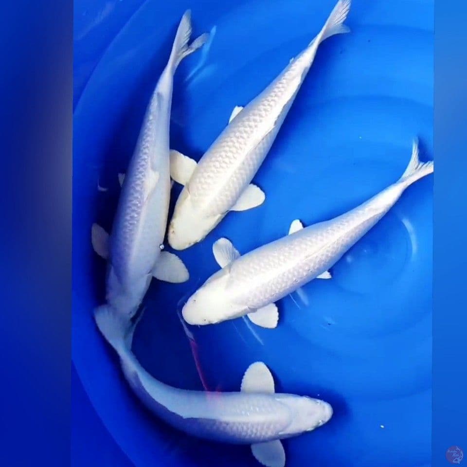 PLATINUM SALJU 3537CM
