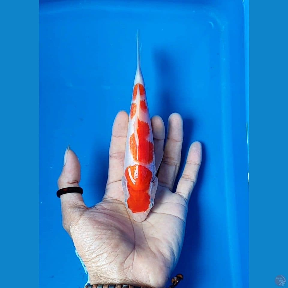 kohaku 17 cm