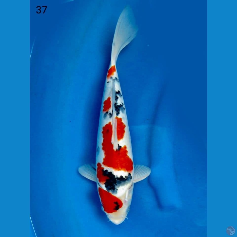 Kindai 37cm male