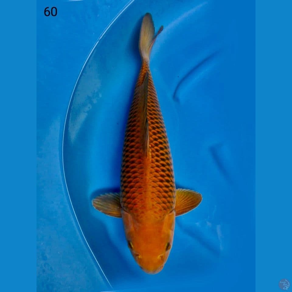 Chagoi pejinak kolam 60 cm male super bulky