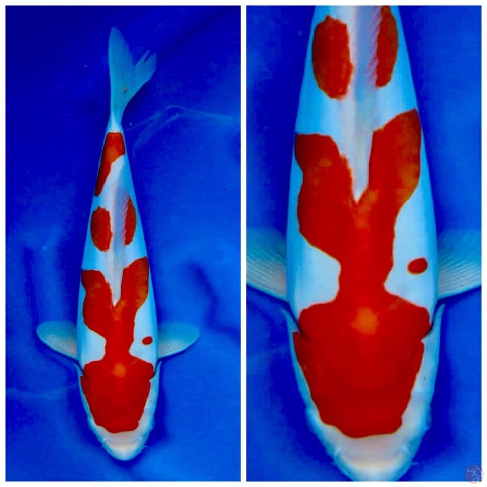 kohaku doitsu murni 37cm