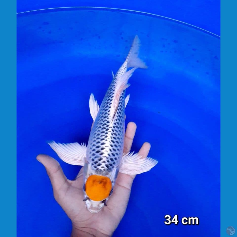 kumpay tancho kujaku 34cm