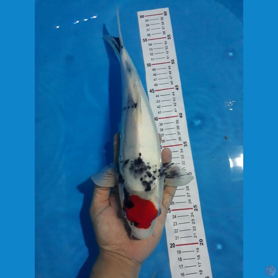 Tancho Showa Tategoi Ori (Male40bu)