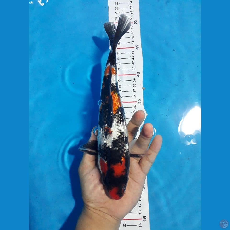 Showa Ginrin Full (Male30bu)
