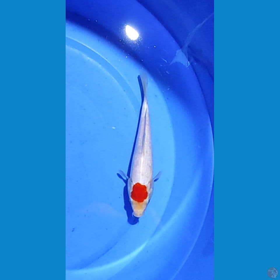 TC original 19cm