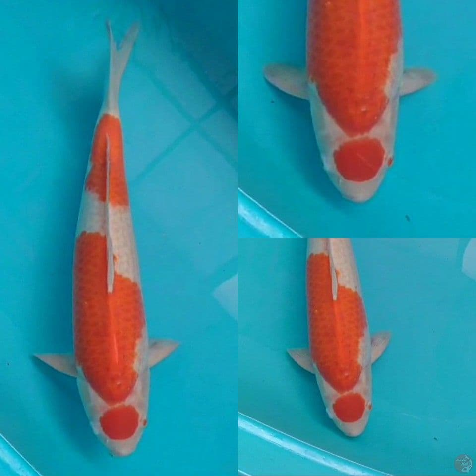 Maruten Kohaku 50 cm