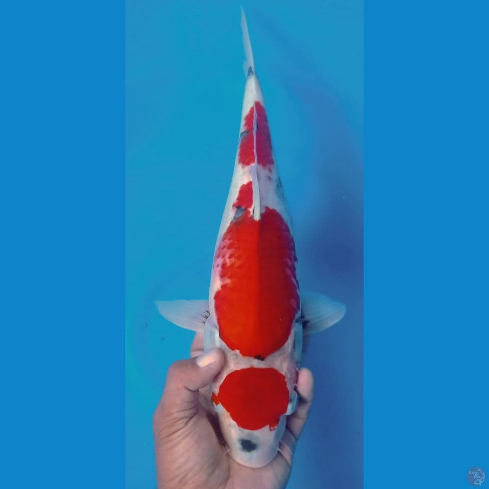 babonan showa 44cm