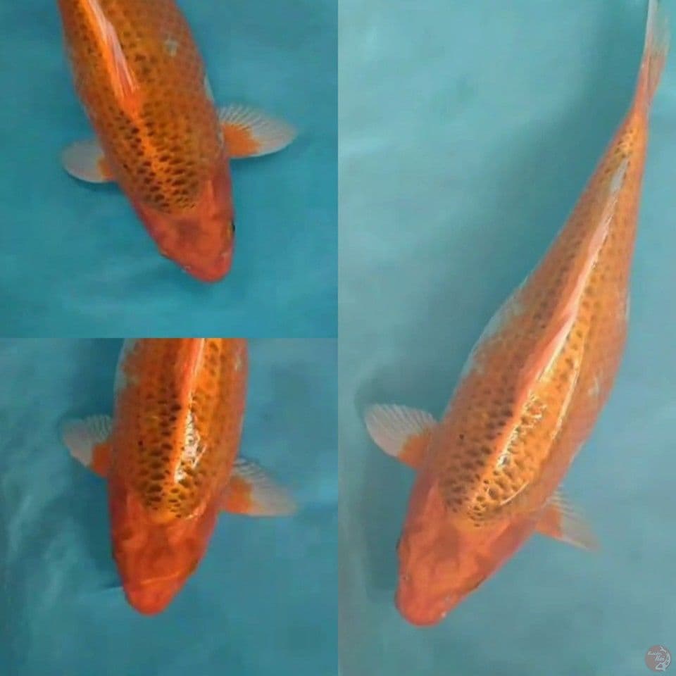 Sabikoyo 50 cm