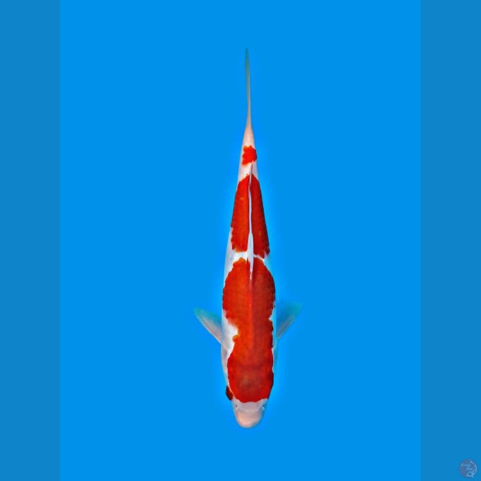 kohaku 29cm