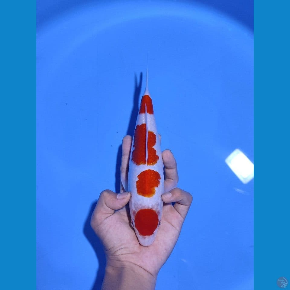 MARUTEN KOHAKU -25CM