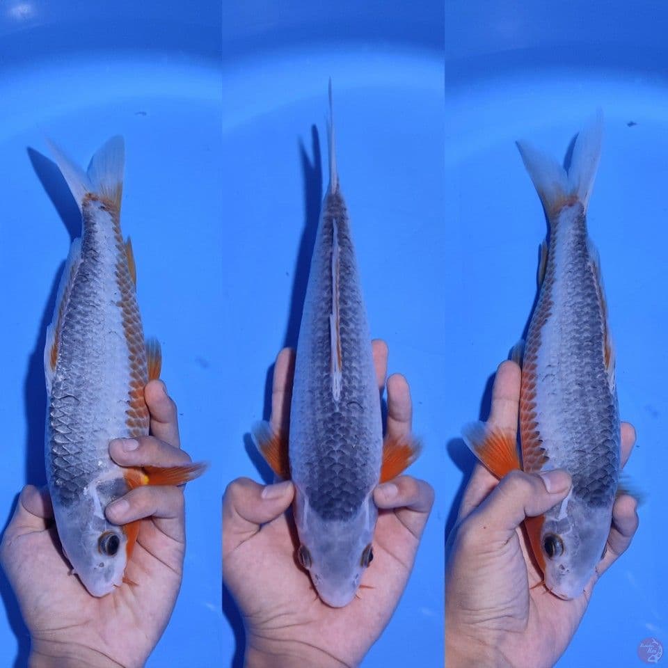 ASAGI HQ - 30CM - MALE