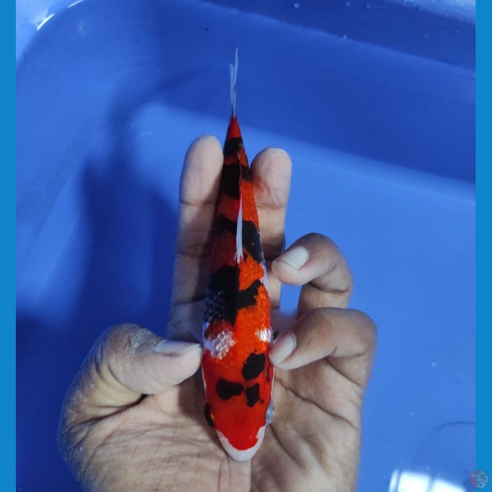 KINGINRIN A 16CM