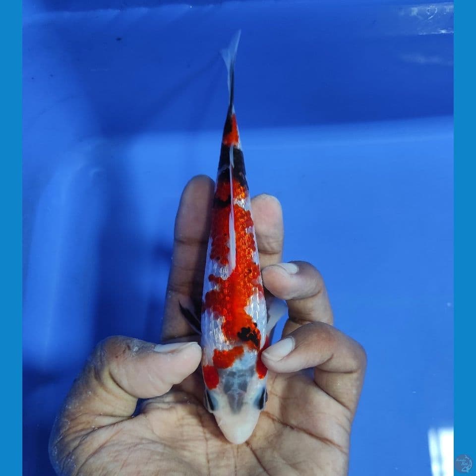 KINGINRIN A 15CM