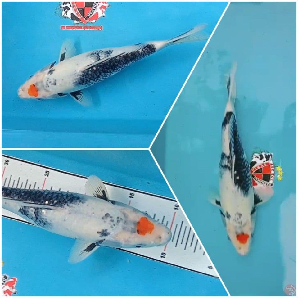 Kawarimono Tancho Kage Showa 30 cm