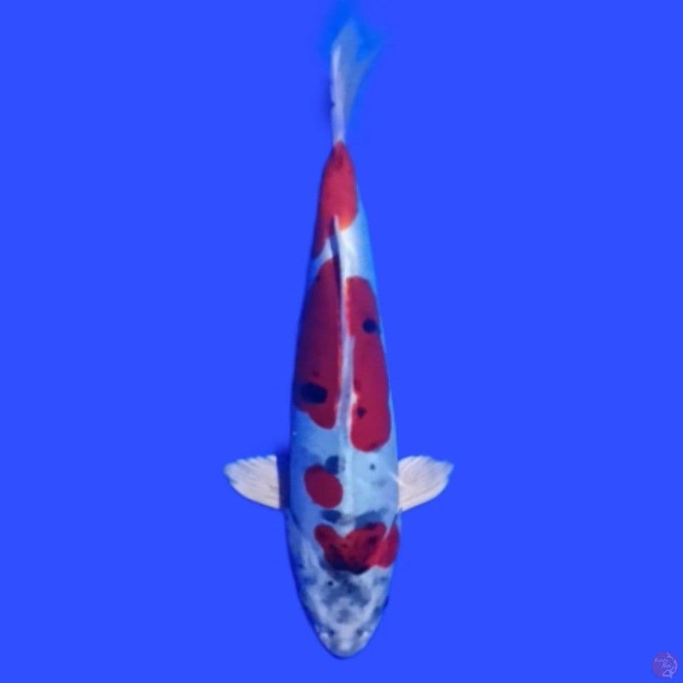 Hikari 25cm