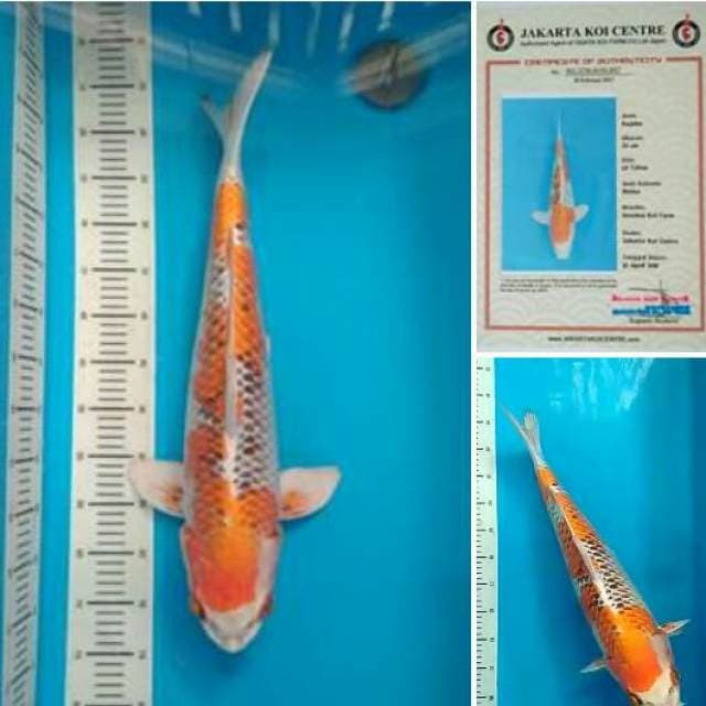 Kujaku.size.57cm