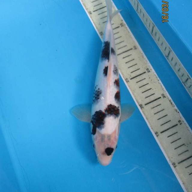 Maruten Goromo