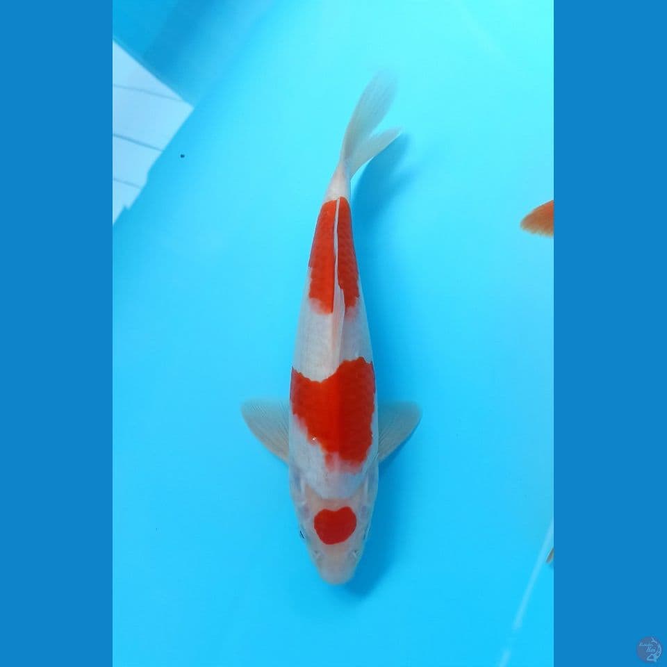 Kohaku 26cm