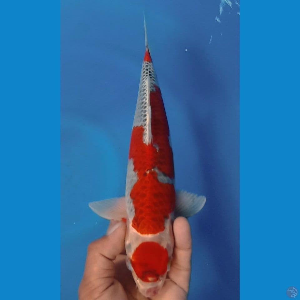 GOSIKI 33 CM