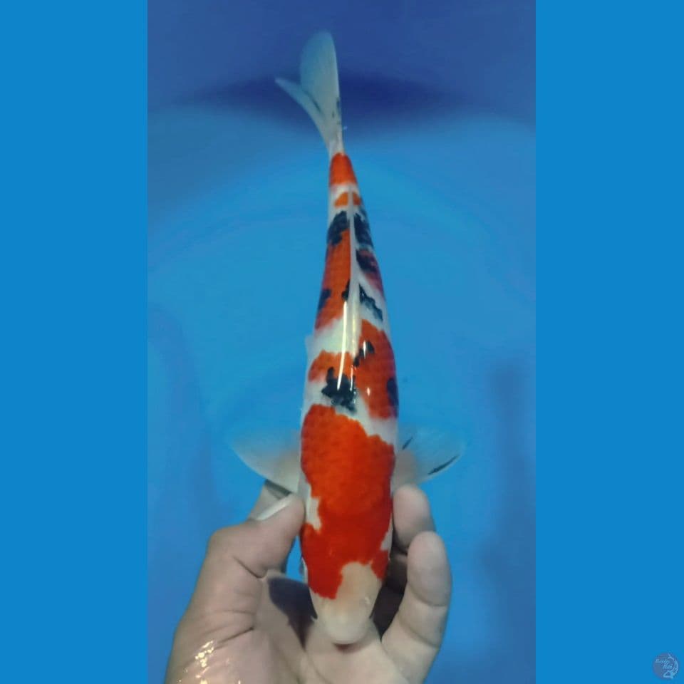 sanke 28cm