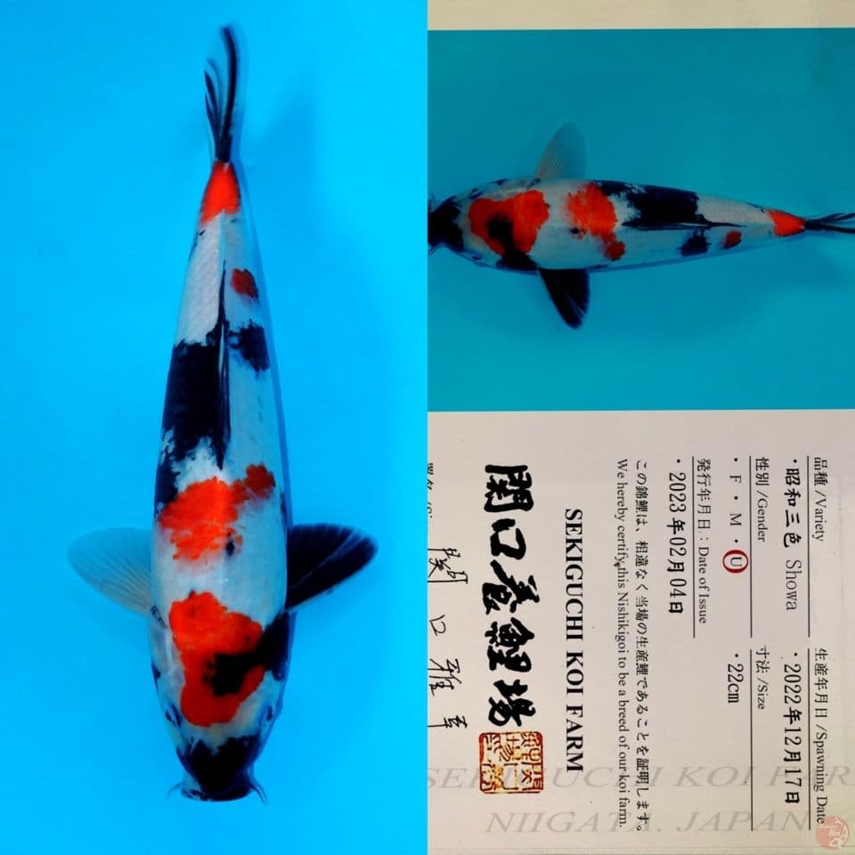 SEKIGUCHI SHOWA SANSHOKU HQ 35CM