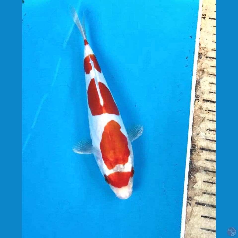 kohaku doit 20cm