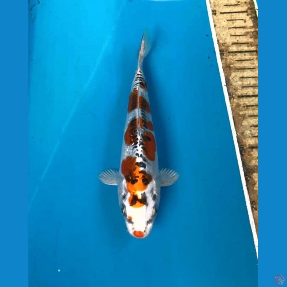 beni kiko 19cm
