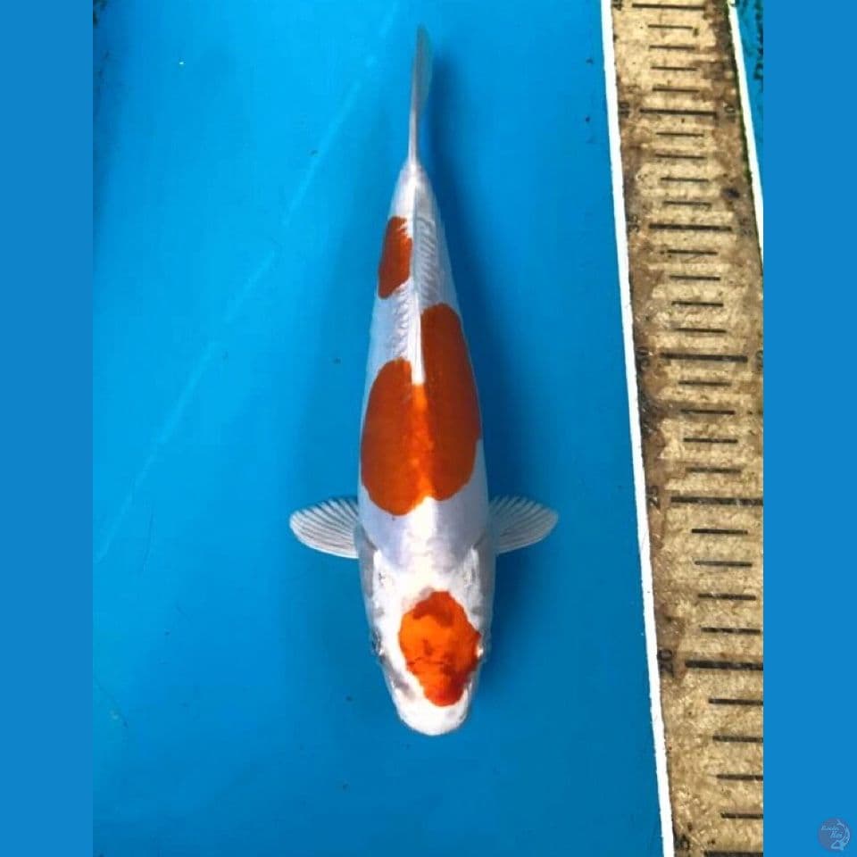 kikushui 23cm