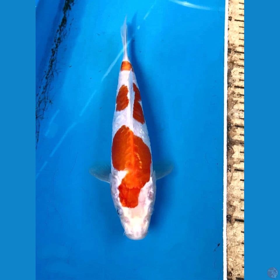 kohaku doitsu 24cm