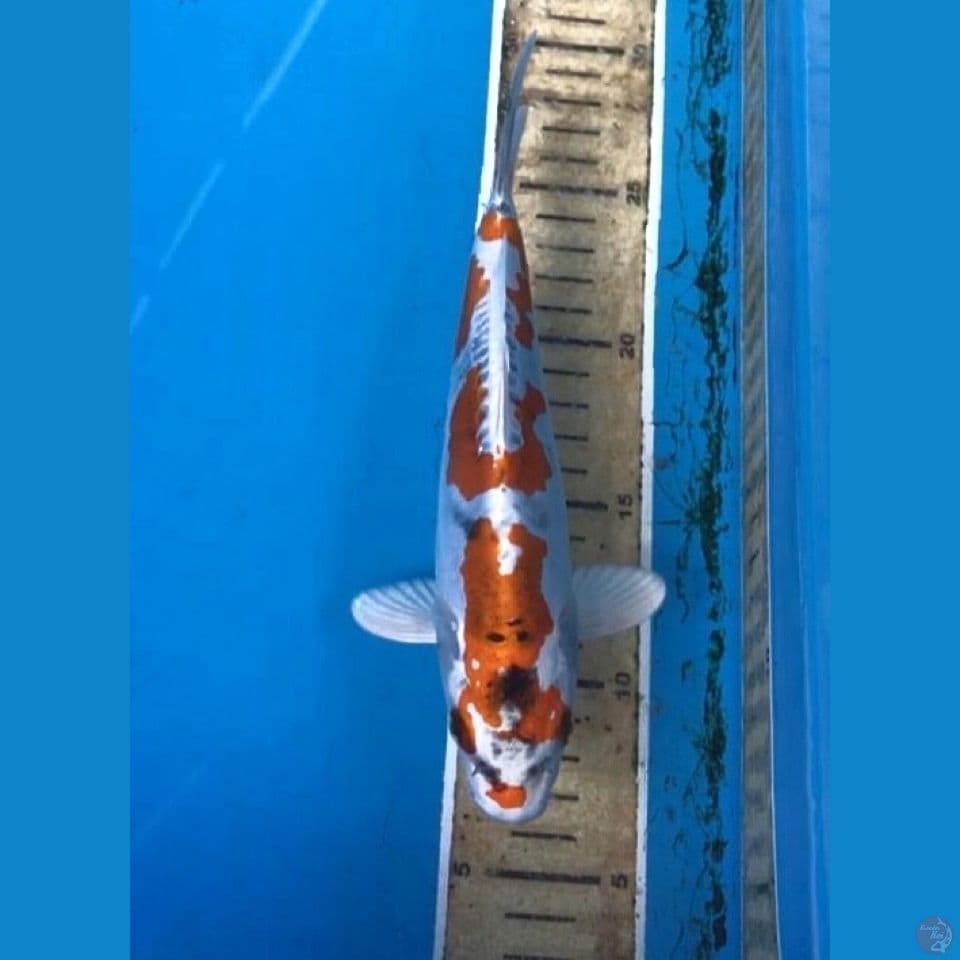 beni kiko 20cm