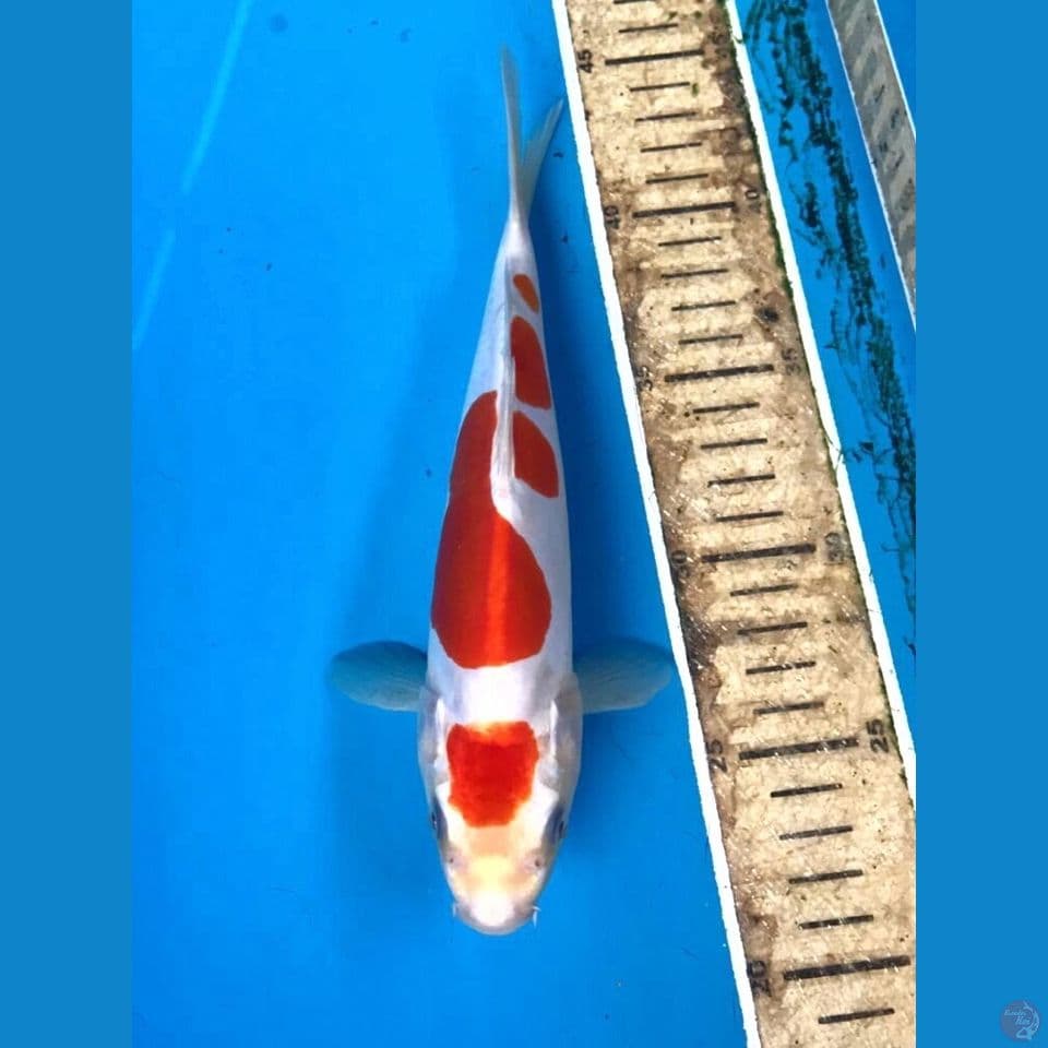 kohaku doitsu 23cm