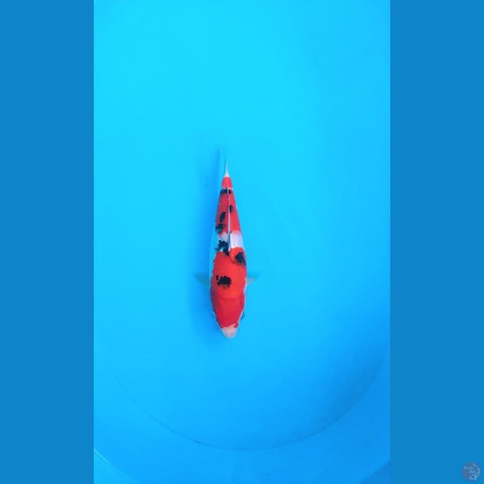 SANKE AGRO KOI SENTER MALE 27CM
