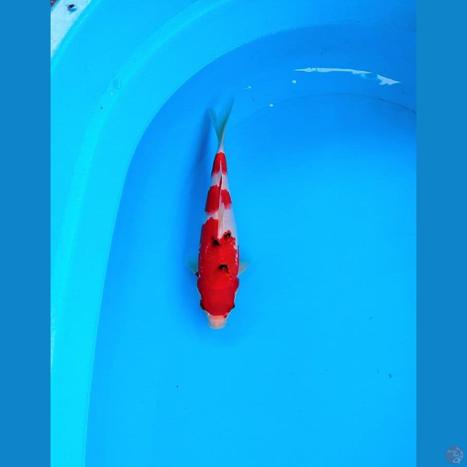 SANKE AGRO KOI SENTER MALE 26 CM