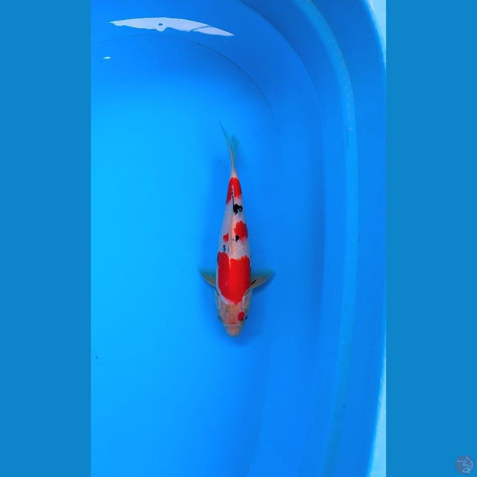 SANKE AGRO KOI SENTER 28CM