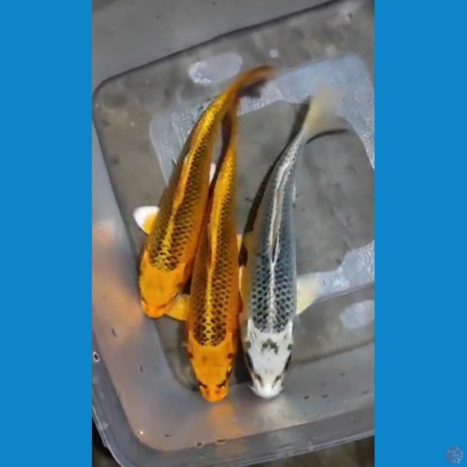 MINIONS MATSUBA 15CM
